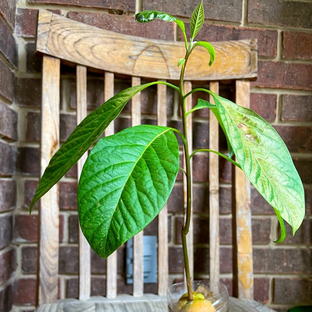 Avocado plant! 🪴🥑